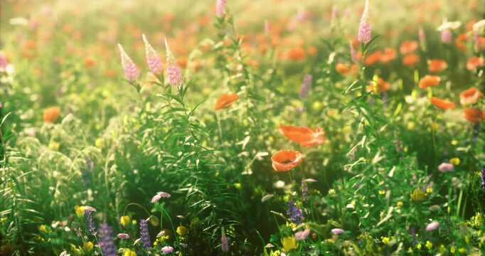 A vibrant field filled with wildflowers of various colors shines under the spring sun. The lush greenery complements the bright petals of poppies and other blossoms.