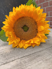 Sonnenblume auf Holz mit Platz für Text