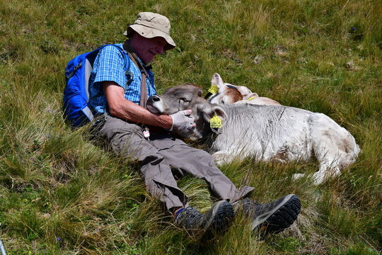 Mann streichelt eine Kih im Ultental in S&uuml;dtirol 