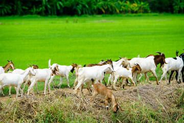 Fototapeta premium Herd of Goats Grazing in Lush Green Rice Field Landscape