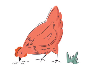 Vector chicken illustration. Colorful farm hen isolated on white. Hand drawn poultry. Bright, organic design for local farm, urban homesteading, fresh food, and countryside life
