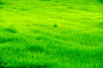 Lush Green Rice Field Under Bright Sunshine in Vibrant Landscape