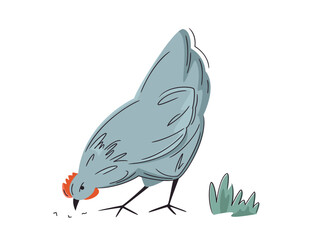 Colorful farm hen isolated on white.  Vector chicken illustration. Hand drawn poultry. Bright, organic design for local farm, urban homesteading, fresh food, and countryside life