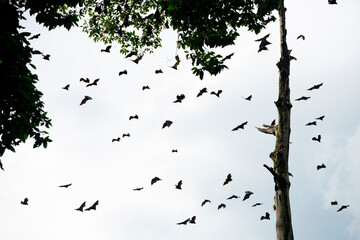Flock of Birds Flying Around Tall Tree Under Cloudy Sky