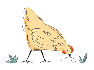Hand drawn poultry. Colorful farm hen isolated on white.  Vector chicken illustration. Bright, organic design for local farm, urban homesteading, fresh food, and countryside life