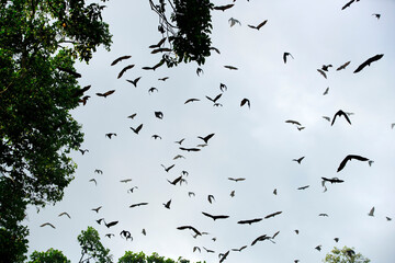 Flock of Birds in Flight Against Overcast Sky with Trees Below