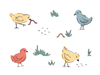 Set of colourful chickens isolated on white. Hand drawn poultry. Vector chicken illustration. Bright, organic design for local farm, urban homesteading, fresh food, and countryside life
