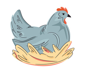 Colorful laying hen in a nest isolated on white. Hand drawn poultry. Vector chicken illustration. Bright, organic design for local farm, urban homesteading, fresh food, and countryside life