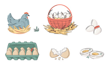 Set of colourful laying hen, basket and cardboard full of eggs; eggshell and boiled egg  isolated on white. Bright, organic design for local farm, urban homesteading, fresh food, and countryside life