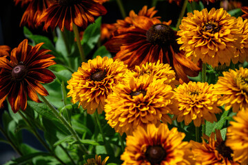 Beautiful blooming medicinal yellow echinacea	