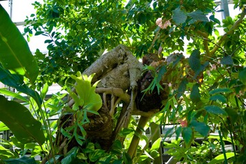 Tropical mysteriously shaped stem tree
