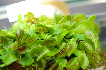Insectivorous plants with open mouths