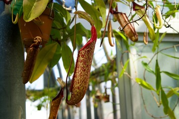 Tubular insectivorous plants growing in botanical gardens