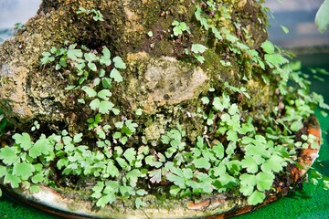 Small green leaves growing on tree stems