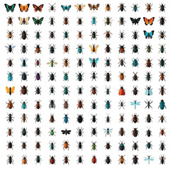 Grid of 144 insect icons arranged in 12 rows and 12 columns featuring various species like butterflies, beetles, ants, dragonflies, and more