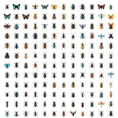 Grid of 144 insect icons arranged in 12 rows and 12 columns featuring various species like butterflies, beetles, ants, dragonflies, and more