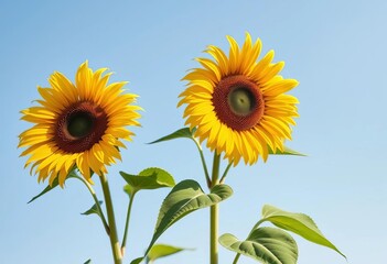 Naklejka premium Two sunflowers bask in sunlight against a light blue sky, casting gentle shadows, light blue, yellow