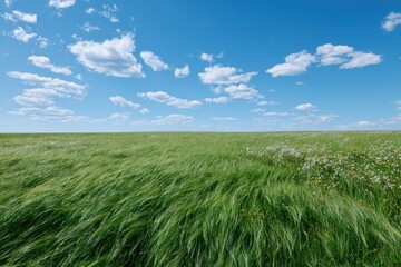 Fototapeta premium Grass sways gently in an open field under a clear sky, ideal for a nature scene