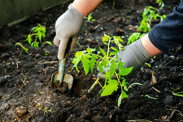 Farmer female woman in gloves planting tomatoes seedling in ground, soil in organic garden,...