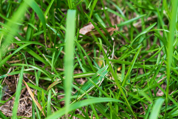 草むらに身を潜めるショウリョウバッタ