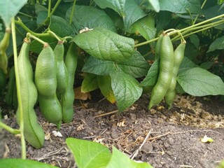 young beans gradually grow, gain shape and ripen beautifully