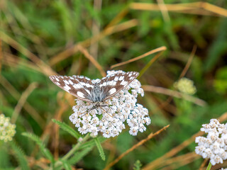 A checkerspot butterfly (Melanargia galathea) sitting on an umbel flower.