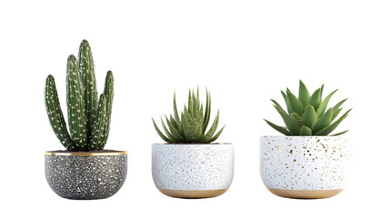 Stylish modern ceramic pots with cactus and succulent plants on black background