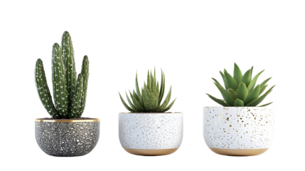 Stylish modern ceramic pots with cactus and succulent plants on black background