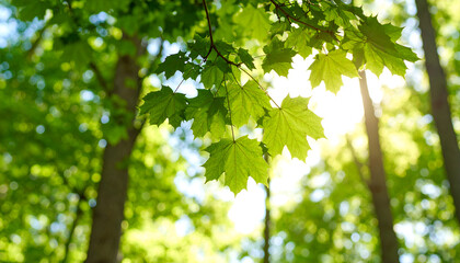 Obraz premium Natural leaves in woodland setting with depth of field effect.