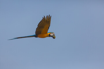 Macaw
