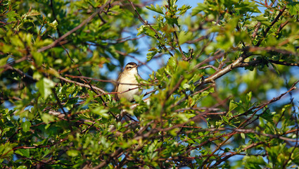 Sedge warbler in Spring sunshine