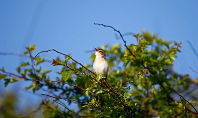 Sedge warbler in Spring sunshine