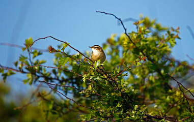Sedge warbler in Spring sunshine
