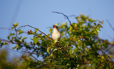 Sedge warbler in Spring sunshine