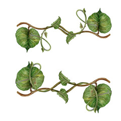 Set of watercolor symmetrically arranged green kiwi leaves and curly brown stems - lianas. Realistic botanical composition for interior prints, home decor, packaging, textiles or eco-design.