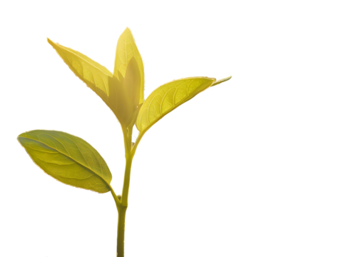 Close up of a young plant isolated on white background, PNG