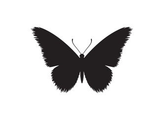 black swallowtail butterfly