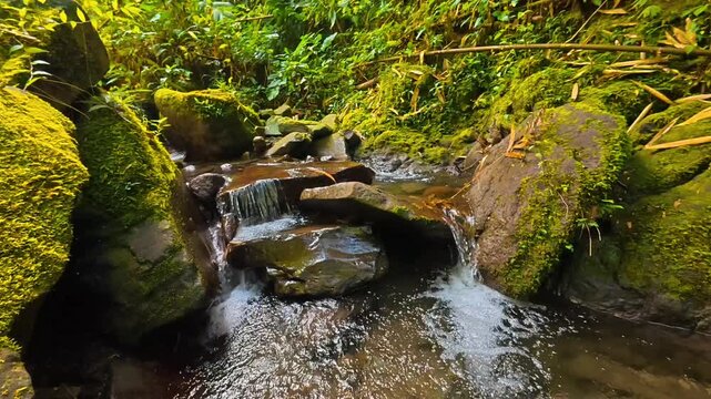 Slow-Flowing Creek in Tropical Forest &ndash; Static River Footage