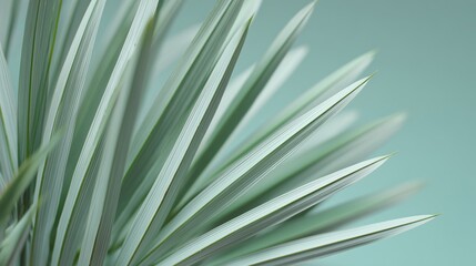 Fototapeta premium Close-up of an abstract plant with long leaves, minimalistic, light green and white background, 