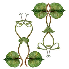 Set of watercolor symmetrically arranged green kiwi leaves and curly brown stems - lianas. Realistic botanical composition for interior prints, home decor, packaging, textiles or eco-design.