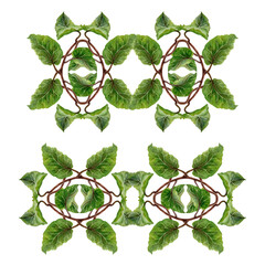 Set of watercolor illustration of symmetrically arranged green kiwi leaves and curly brown stems - lianas. Realistic botanical composition for interior prints, home decor, textiles or eco-design.