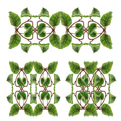Set of watercolor illustration of symmetrically arranged green kiwi leaves and curly brown stems - lianas. Realistic botanical composition for interior prints, home decor, textiles or eco-design.