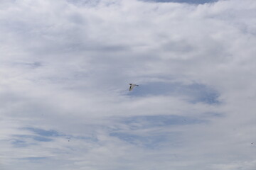 Large White Bird Soaring in the Sky