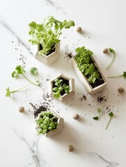 Top View of Indoor Herb Garden with Geometric White Pots on Marble Surface