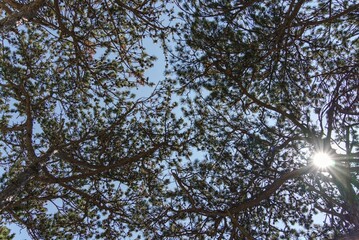 Pines photographed from below in backlight.