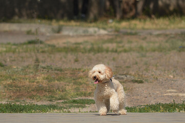  Beautiful dog on a walk in the park.j