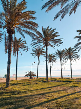 Palm trees at Patacona Malvarrosa Beach in Valencia, Spain, with the sea in the background. A sunny and clear day with a calm beach view and blue water. Great for travel, summer, and coastal content