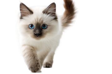 Cute ragdoll kitten walking isolated on white background looking at the camera