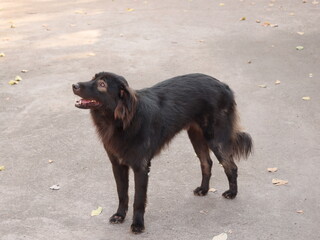 A Playful Black Dog Standing on the Pavement, full of energy and joy, ready for adventure