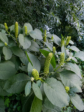 Phytolacca Americana is a poisonous plant. The leaves and fruits of American phytolacca are used in medicine.